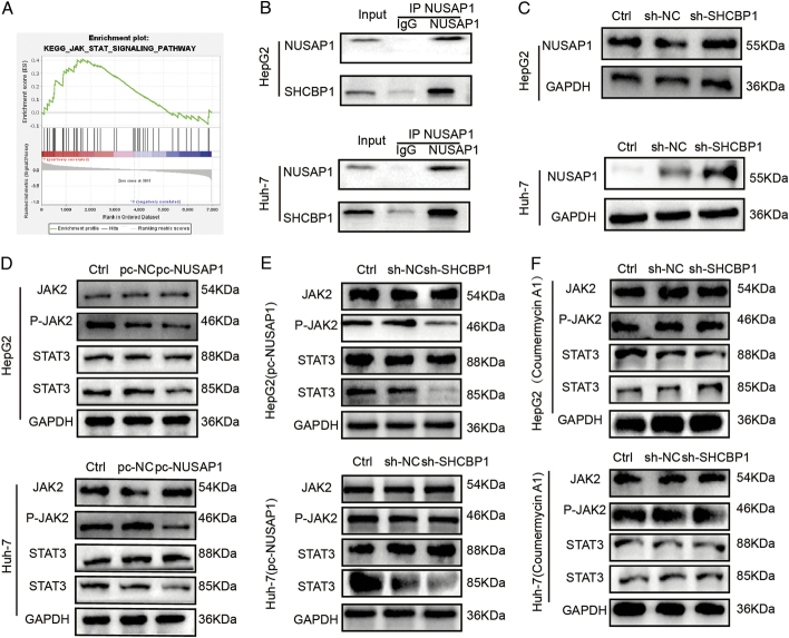 NUSAP1 Promotes Immunity and Apoptosis by the SHCBP1/JAK2/STAT3 Phosphorylation Pathway to Induce Dendritic Cell Generation in Hepatocellular Carcinoma.