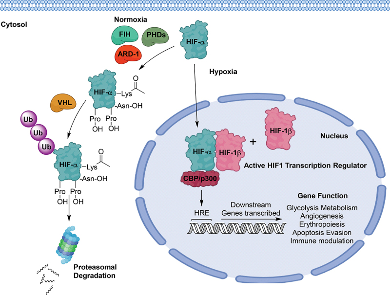 Hypoxia-inducible transcription factors: architects of tumorigenesis and targets for anticancer drug discovery.