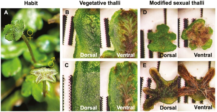 Males differ more between developmental stages than females, and plasticity to light is stage-dependent in the tropical plant <i>Marchantia inflexa</i>.