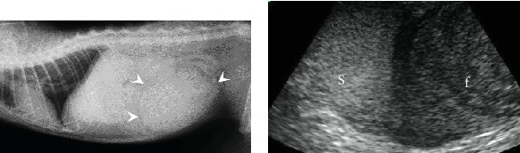 First Report of Hematosalpinx in a Cat With a Large Hematoma and Severe Anemia.