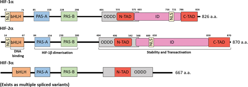 Hypoxia-inducible transcription factors: architects of tumorigenesis and targets for anticancer drug discovery.