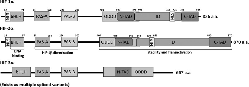 Hypoxia-inducible transcription factors: architects of tumorigenesis and targets for anticancer drug discovery.