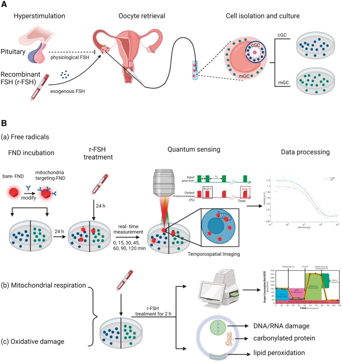 Follicle-stimulating hormone stimulates free radical generation without inducing substantial oxidative stress in human granulosa cells.