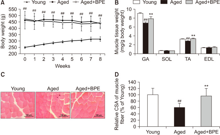 Standardized Fingerroot (<i>Boesenbergia pandurata</i>) Extract Decelerates the Development of Sarcopenia in Aged Rats.