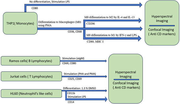 Multispectral autofluorescence for label free classification of immune cell type and activation/polarization status.
