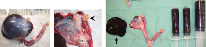 First Report of Hematosalpinx in a Cat With a Large Hematoma and Severe Anemia.