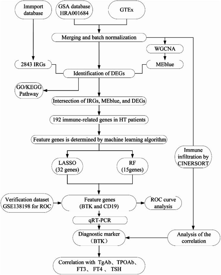 Identification of BTK as an immune-related biomarker for Hashimoto's thyroiditis by integrated bioinformatic analysis.