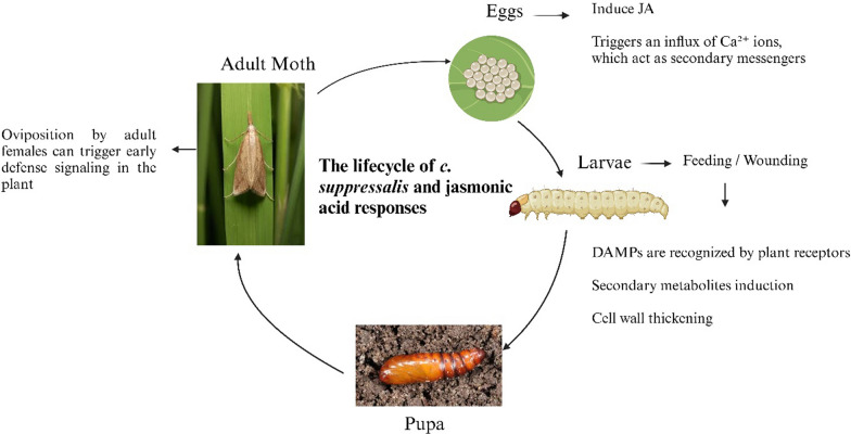 Jasmonic Acid (JA) Signaling Pathway in Rice Defense Against Chilo suppressalis Infestation.