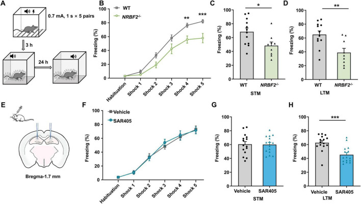 NRBF2 plays a crucial role in the acquisition process of learning and memory, independent of the Vps34 complex.
