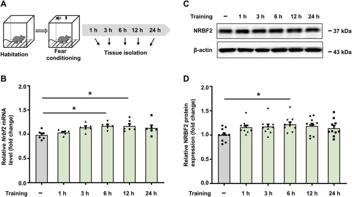 NRBF2 plays a crucial role in the acquisition process of learning and memory, independent of the Vps34 complex.