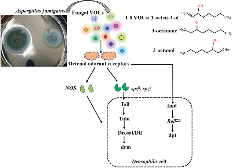 Diversity and functions of fungal VOCs with special reference to the multiple bioactivities of the mushroom alcohol.