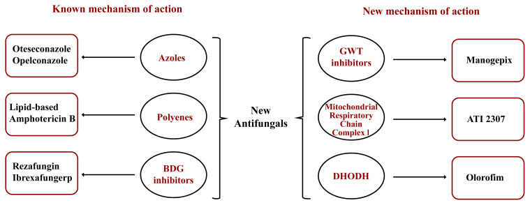 Consensus paper on <i>Candida auris</i> by Türkiye EKMUD, ID-IRI, THSK of Ministry of Health of the Republic of Türkiye, KLIMUD, TMC, TARD, and TYBD.