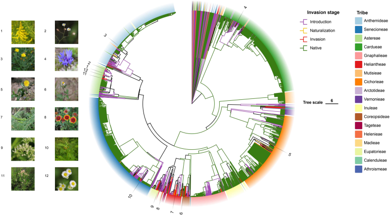 Phylogenetically close alien Asteraceae species with minimal niche overlap are more likely to invade.