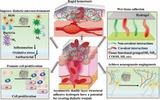 Novel asymmetrical double-layer structural adhesive hydrogels with synergetic neuroprotection and angiogenesis effect for diabetic wound healing
