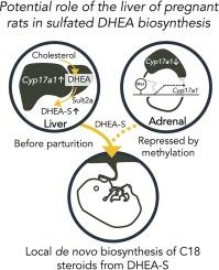 Enhanced expression of Cyp17a1 and production of DHEA-S in the liver of late-pregnant rats