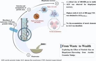 From waste to wealth: Exploring the effect of particle size on biopolymer harvesting from aerobic granular sludge