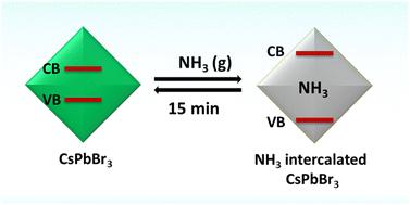 Dynamic bandgap modulation in CsPbBr3 perovskite nanocrystals through reversible ammonia intercalation†