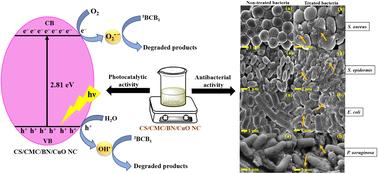 Facile fabrication of a novel chitosan/carboxymethyl cellulose/bentonite/CuO nanocomposite for enhanced photocatalytic and antibacterial applications†
