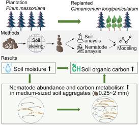 Near-natural conversion of plantations primarily enhances the abundance and functionality of nematodes within medium-sized soil aggregates