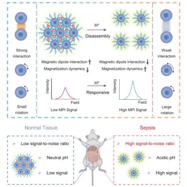 Ligand-mediated acid-activatable magnetic particle imaging probes for highly sensitive diagnosis of sepsis