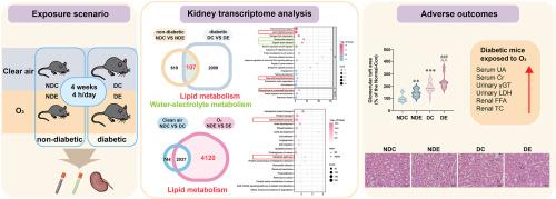 Ozone exposure induced kidney damage in diabetic mice: The key role of lipid metabolism and water-electrolyte homeostasis