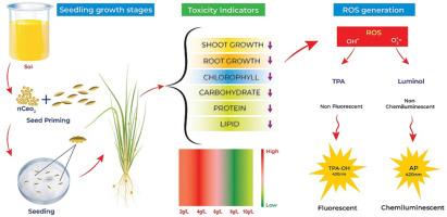 Unveiling the key toxicity indicators and mechanisms on phytotoxicity of cerium dioxide nanoparticles in rice (Oryza sativa)