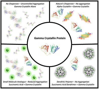 Surface-Functionalized PAMAM Dendrimers as Synthetic Chaperones for Prevention of Bovine γ-Crystallin Aggregation