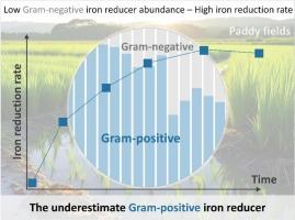 Revealing the underestimated role of Gram-positive bacteria in iron reduction within paddy soils