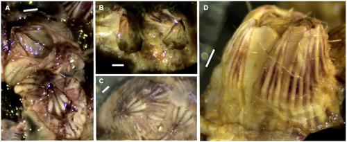 Hotspot of Exotic Benthic Marine Invertebrates Discovered in the Tropical East Atlantic: DNA Barcoding Insights From the Bijagós Archipelago, Guinea-Bissau