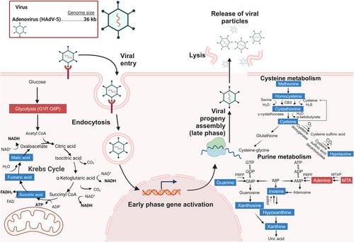 Human adenovirus serotype 5 infection dysregulates cysteine, purine, and unsaturated fatty acid metabolism in fibroblasts