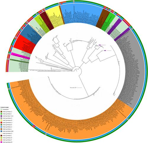 Dominance of Vaccine-Specific Chlamydia pecorum ompA Genotypes in Koalas From North-Eastern Australia