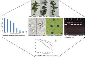 Amoebicidal effects against Acanthamoeba castellanii and DNA-protective activities of natural remedies derived from Turkish medicinal plants