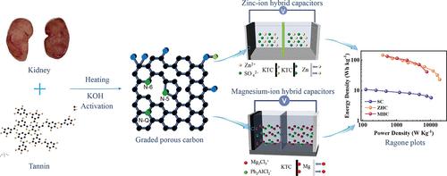 Protein-Tannin Organic Polymer-Based Oxygen-Enriched Graded Porous Carbon as a Cathode for Metal-Ion Hybrid Capacitors