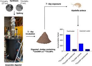 Time-efficient approach for environmental transformation and bioavailability assessment of isotopically enriched nanoparticles to increase environmental relevance