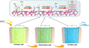 Direct recovery of high-purity uranium from fluoride-containing nuclear wastewater via extraction materials with ensemble Lewis sites and a tandem electrochemical device