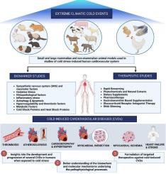 “Unveiling the impacts of climatic cold events on the cardiovascular health in animal models”