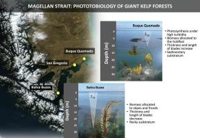 Functionality of photobiological traits of the giant kelp (Macrocystis pyrifera) as key determinant to thrive in contrasting habitats in a sub-Antarctic region