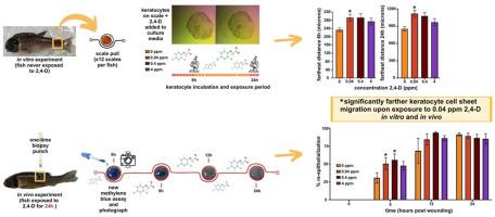 In vivo verification of fish keratocyte explant culture for use as innate immunotoxicity screening assay: 2,4-Dicholorphenoxyacetic acid effects in fathead minnow (Pimephales promelas) keratocyte cell sheet migration