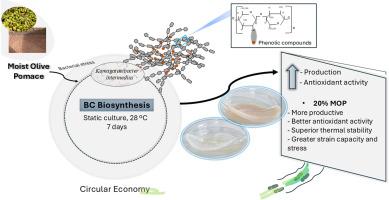 Bacterial cellulose biosynthesis in the presence of raw moist olive pomace: A green sustainable approach that enhances biopolymer production and properties
