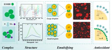 Structural modulation of eggshell membrane hydrolysates by tannic acid: Simultaneous enhancement of antioxidant and emulsifying properties