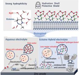 Bio-inspired hydrated deep eutectic electrolyte enables long-lifespan Zinc anode across a broad temperature range