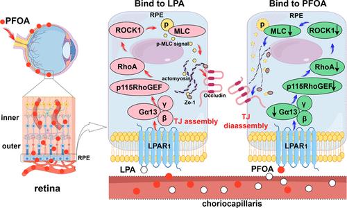 Promoted Translocation of Perfluorooctanoic Acid across the Blood–Retinal Barrier due to its Inhibition of Tight Junction Assembly by Antagonizing LPAR1
