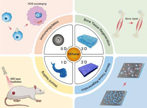 Engineered MXene Biomaterials for Regenerative Medicine