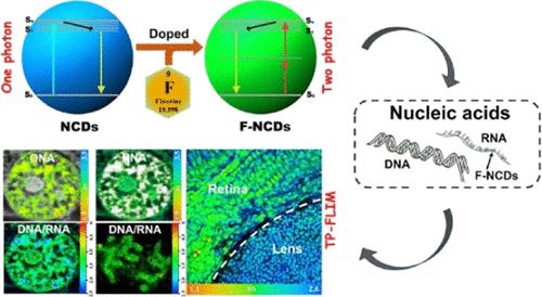 Fluorine–Nitrogen Codoped Carbon Dots for Visualization Imaging of Nucleic Acids via Two-Photon Fluorescence Lifetime Microscopy