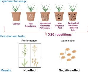 Microplastic exposure reduces seed germination in a coastal plant