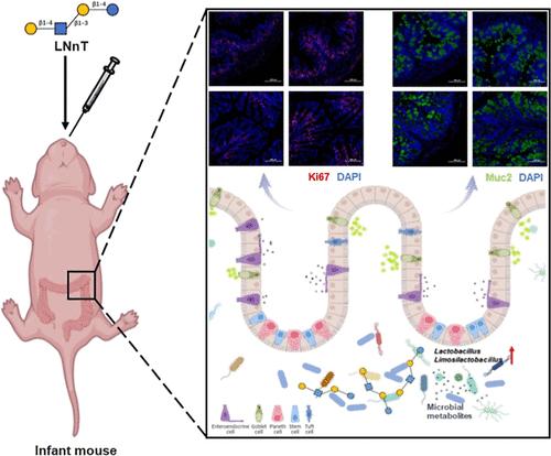 Human Milk Oligosaccharide LNnT Promotes Intestinal Epithelial Growth and Maturation During the Early Life of Infant Mice