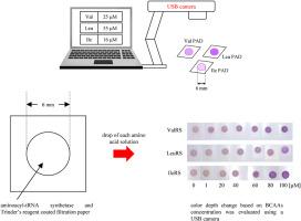 Selective measurement of valine, leucine, and isoleucine using corresponding aminoacyl-tRNA synthetases and application to paper-based analytical devices for colorimetric detection