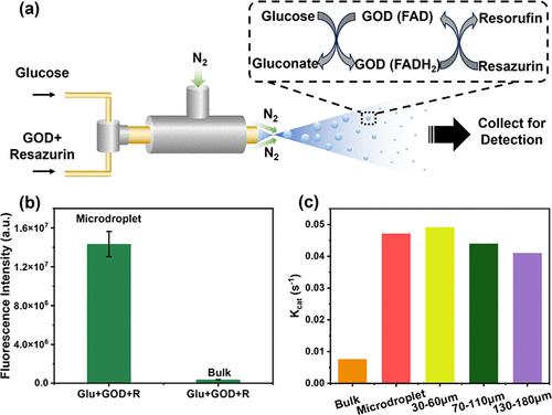Acceleration of Enzyme-Catalyzed Reactions at Aqueous Interfaces through Enhanced Reaction Kinetics of Microdroplets