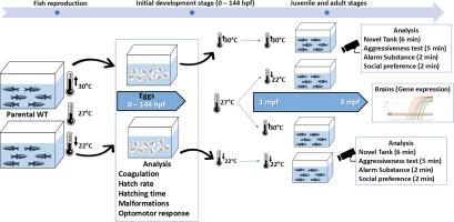 Temperature effects on development and lifelong behavior in zebrafish