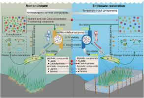 Enclosure restoration regulates epiphytic microbial communities involved in carbon sequestration in a restored urban lake: A new insight from the stability of dissolved organic matter